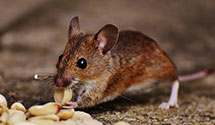 24 Hour & Emergency Exterminators in Fort Raleigh National Histor, NC